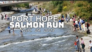 Salmon Run Port Hope Sept. 24, 2023 🇨🇦