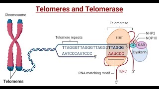 Telomerase and Telomere Replication