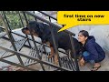 Anshu is helping Jerry to take stairs||funny dog videos.