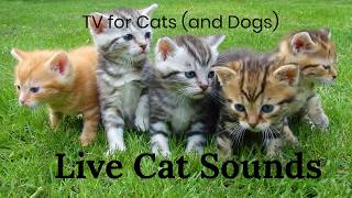 LIVE -  Various Cat Sounds, Make your Cat Go CRAZY, TV for Cats, Kitten Sounds