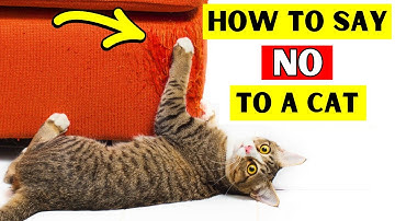 How To Tell Your Cat Not to Do Something!