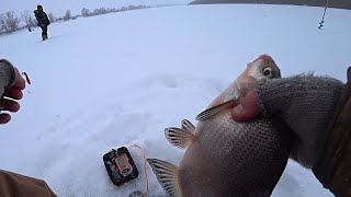 ПОДЛЕЩИК и ГУСТЕРА на мормышку весом 5гр! Зимняя рыбалка на ОКЕ 2023!