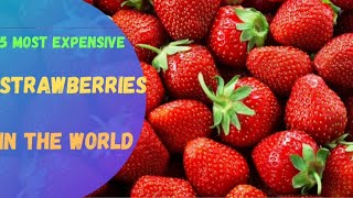 5 Most Expensive Strawberries In The World/factomania/strawberries