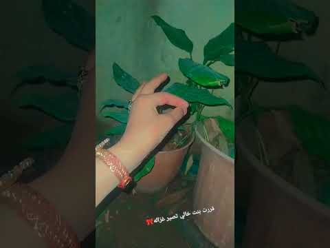 قرار نهائي بنت خالي تصير غزاله