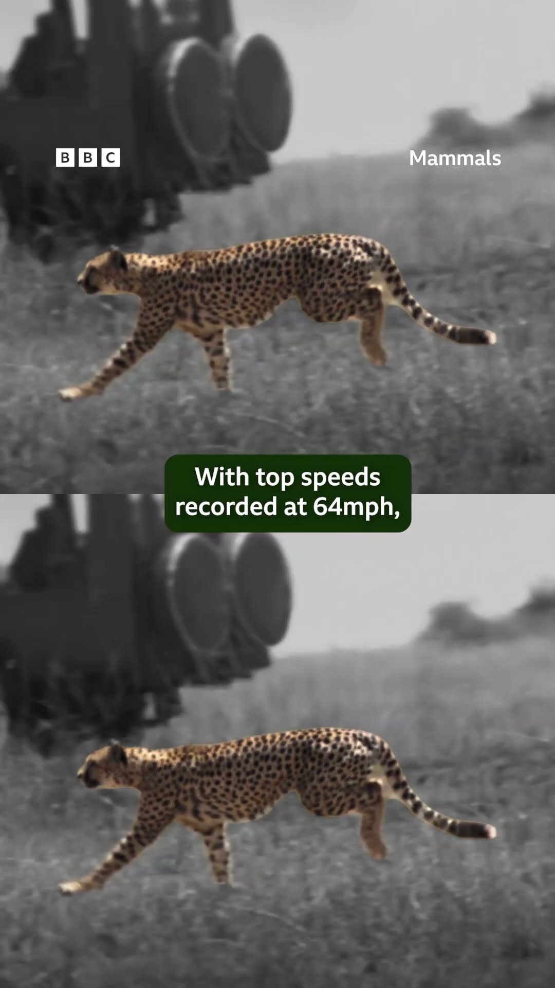 Catch me if you can! ? #Mammals #Shorts #Cheetah