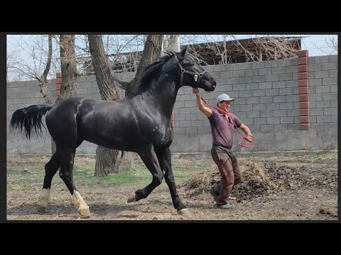 Video: Эмне үчүн Берлиндеги көчөгө цыган соодагердин жана төлгөчүнүн уулунун аты берилди