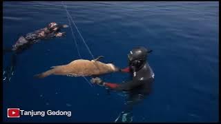 Spearfishing di laut Flores Timur -NTT