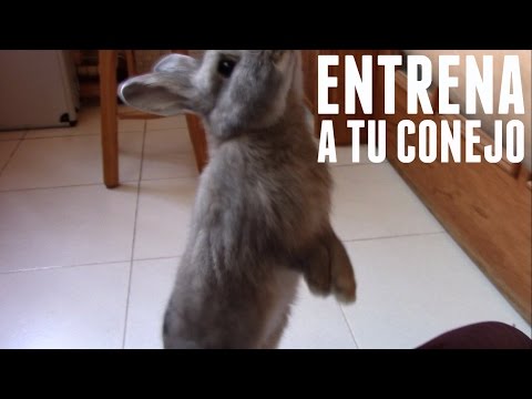 Video: Cómo levantar a un perro correctamente: 7 pasos (con imágenes)