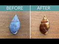 How to safely clean seashells burn the shells  not your skin