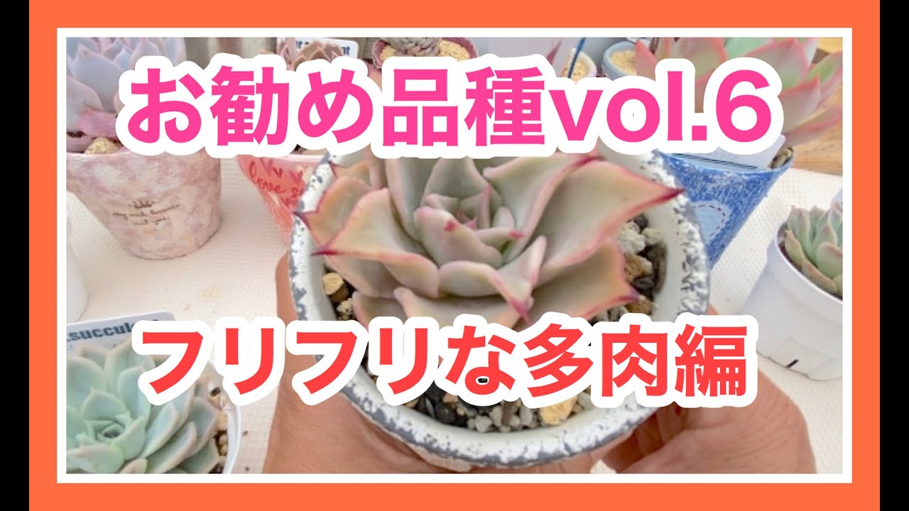 お勧め品種vol.6 フリフリな多肉編 - YouTube