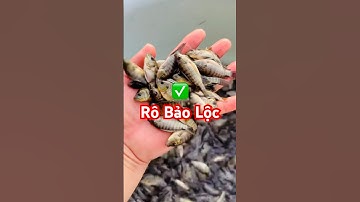 ✅ Thả 20 vạn Rô Phi Bảo Lộc giống đẹp cho khách #cagiong Hải Phòng 0962734709 #giathuysan #carophi