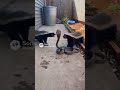 Honey Badgers vs Cobra: Urban Ambush