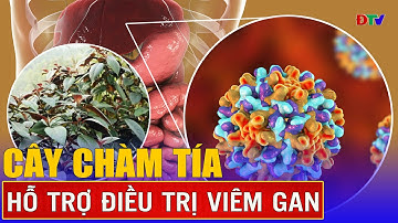 Cây chàm tía và công dụng tuyệt vời | Vị thuốc quanh ta 15-4-2025 | Điện Biên TV
