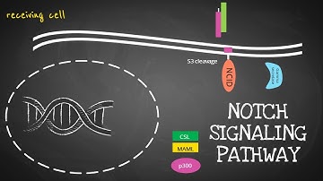 Notch Signaling Pathway Animation