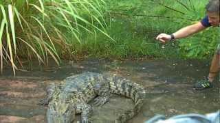 Bjørn Ormstad : Crocodylus siamensis, Siamese crocodiles