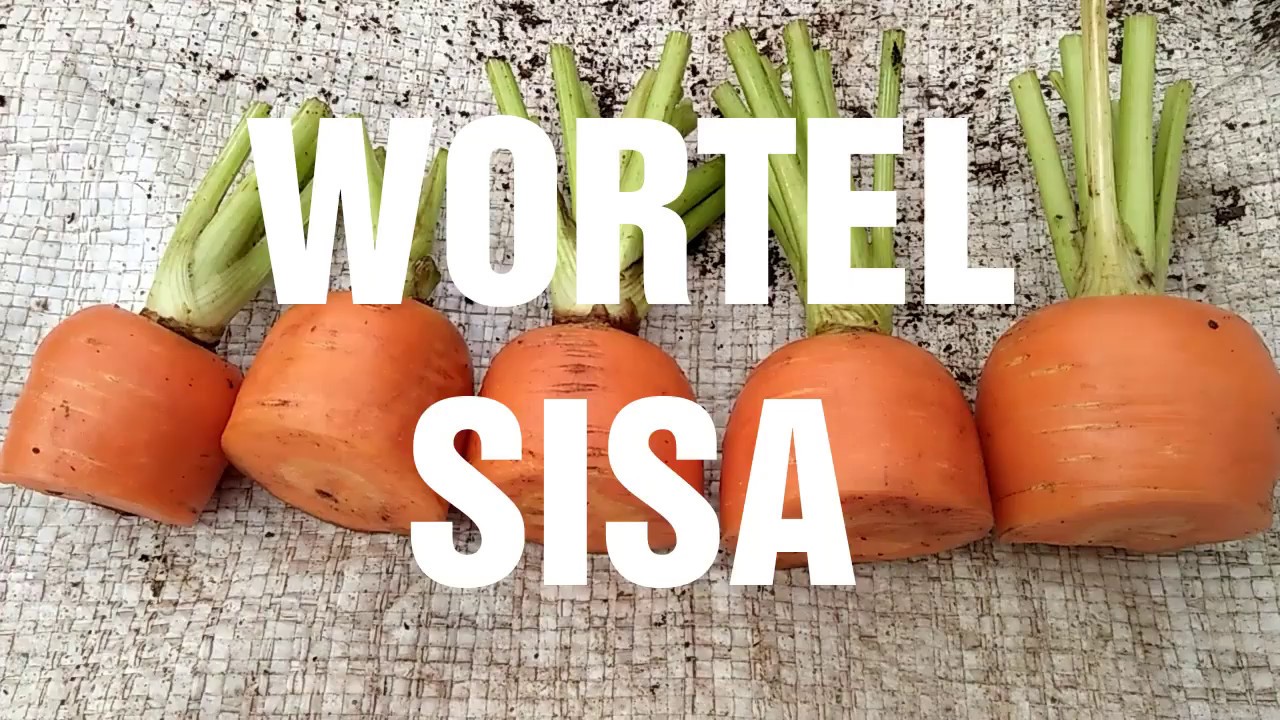 Cara Menanam Wortel Sisa dan Manfaatnya 
