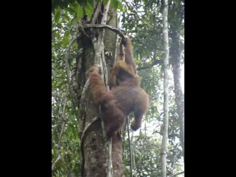 Orangutang in Kuching, Borneo