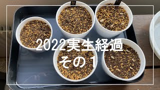 2022年播種パキポディウム・サキュレンタム　火星人(フォッケア・エデュリス)実生経過その1