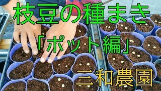 枝豆の種まき ポット編 短編 No119 Youtube