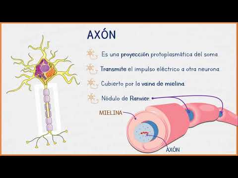 Neuronas-histología , partes