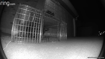 Tomahawk drop trap with remote control review