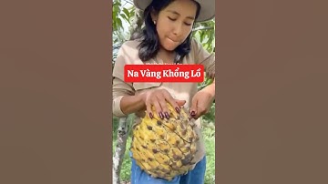 Đây có lẽ là quả Na Vàng Nam Mỹ to nhất thế giới đấy các bác nhỉ🥰☎️0921.826.862 #nhavuonngoclam