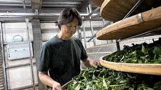 喜堂 冬茶製作  老師傅好技術 今年品質好  #茶旅人 #喜堂亮 #文山包種茶 #鐵觀音