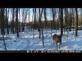 Michigan Trail Cameras: January 24, 2021 - February 4, 2021