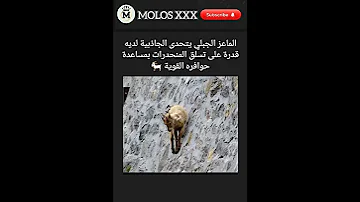 قدرة الماعز الجبلي على تسلق صخور والمنحدرات 