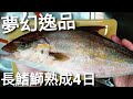 長鰭鰤(油甘)熟成4日生魚片，冒大雨去石城漁港遇見很少見的魚種，用大成羊排湯做魚羊煨麵。