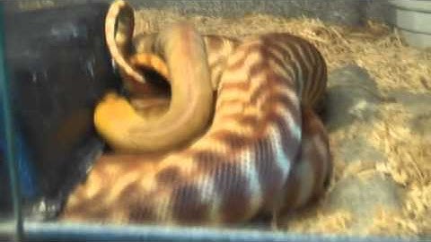 Woma Breeding Habits