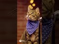 Karate pig #funny #support #standupcomedy #comedy #cat #thankyou