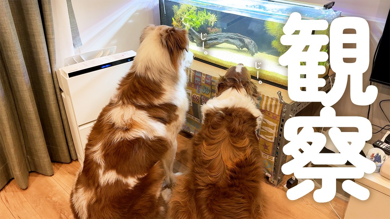 Here's what happened when a new friend came to our house🐟The