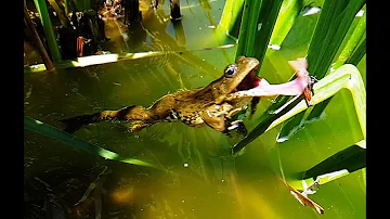 ¿Cómo es la lengua de una rana?