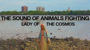 The Sound of Animals Fighting - Lady of the Cosmos (Official Video)