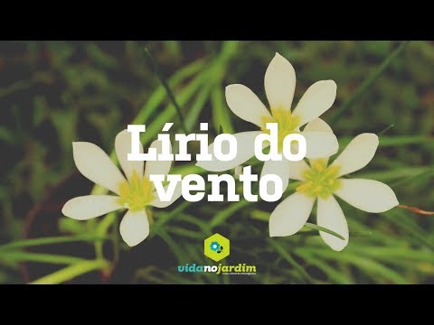 Conheça o Lírio do Vento - Planta Ornamental - [Vídeo]