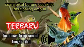 suara pikat burung cucak ijo MP3