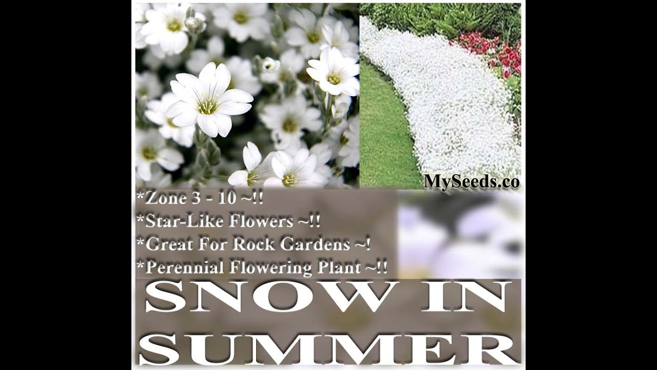 Snow in Summer FLOWER SEED Cerastium tomentosum FLOWER SEEDS on www