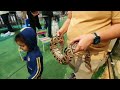 Petting Zoo🐾 || Silicon Central || Dubai