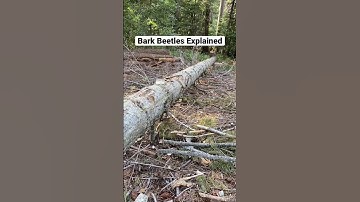 Bark Beetles Explained