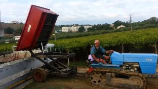 Raccogliendo l'uva per fare il miglior vino