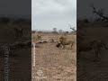 Full Video of Hyena Clan Rescuing Friend from Epic Lion Attack