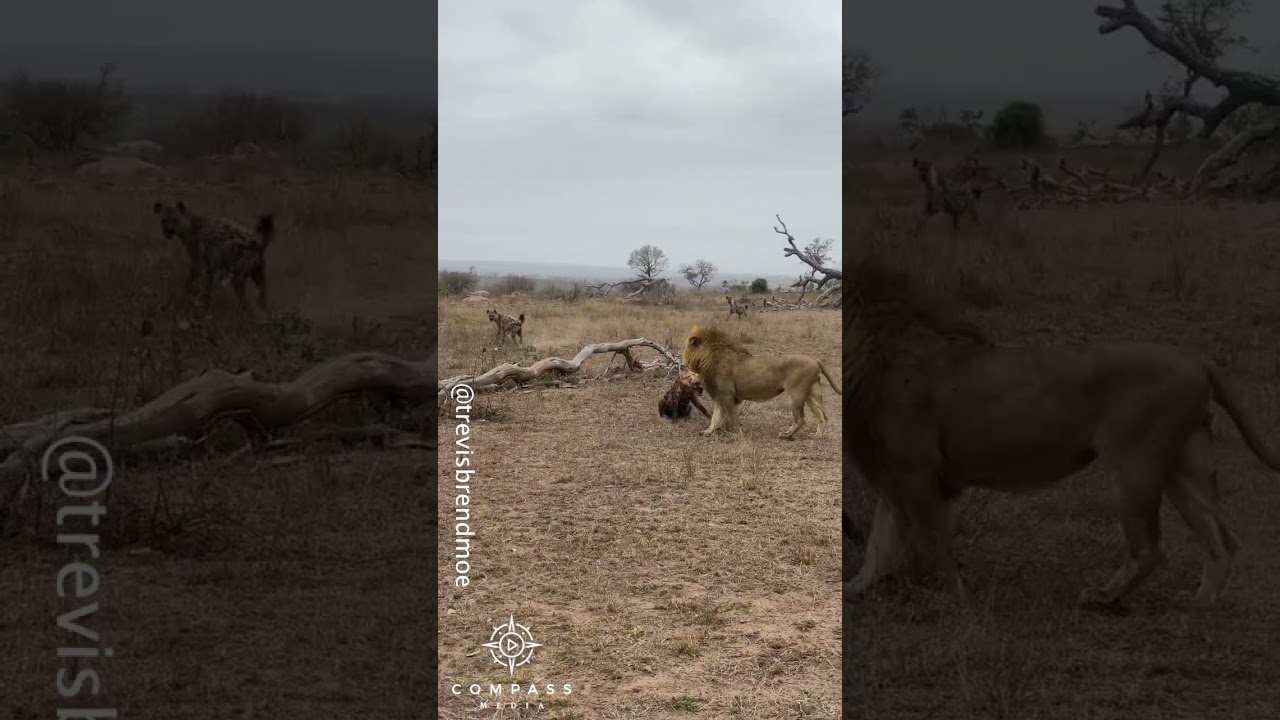 Hyena finds a buffalo calf all alone