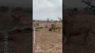 Full Video of Hyena Clan Rescuing Friend from Epic Lion Attack