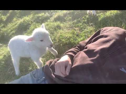 Video: Cute Lamb - New Year Souvenir