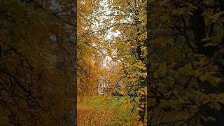 Дуа от Пророка Мухаммада мир ему#мольба#дуа#пророк #аллоху#природа#жизнь