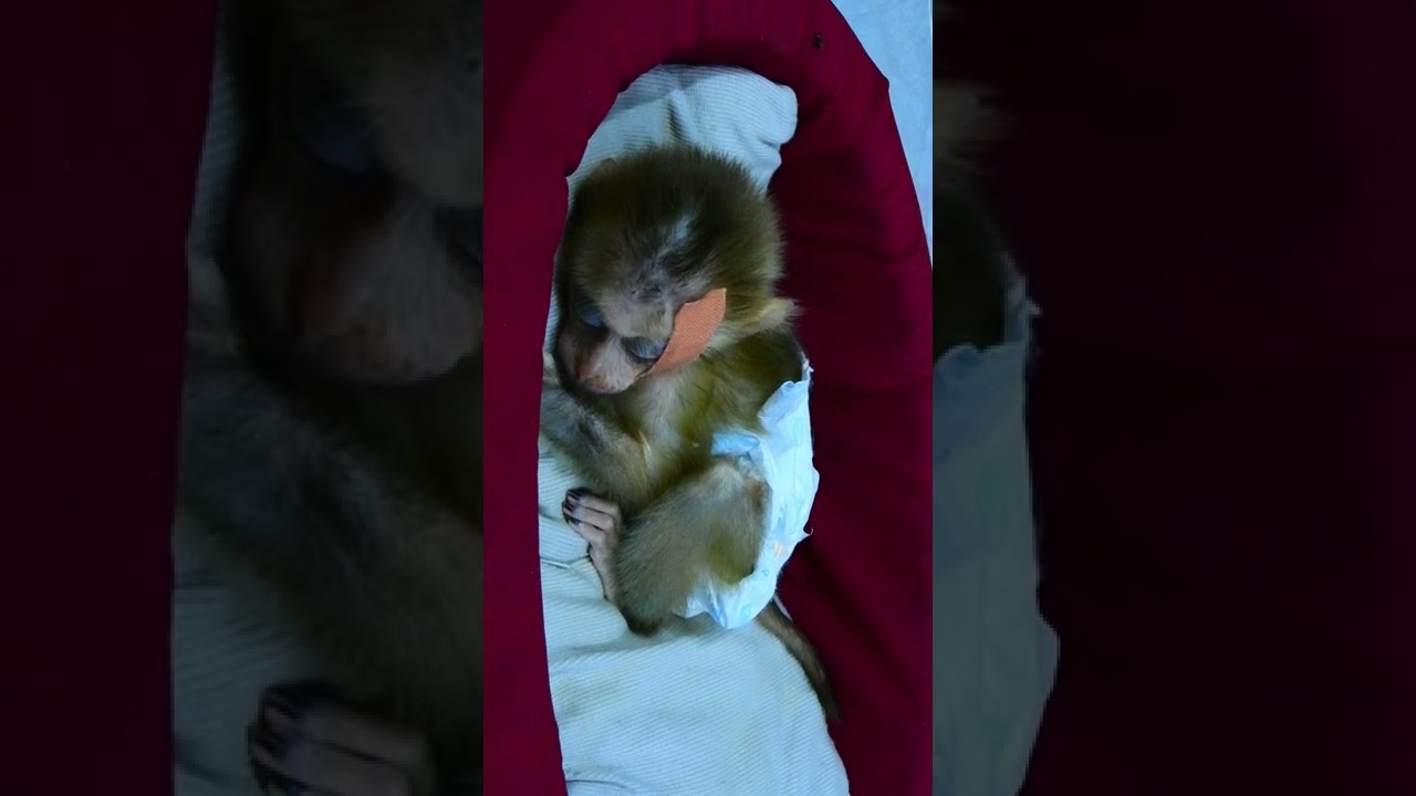 Pity monkey Jully sick Head