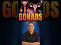 Understanding Gonads: The Essential Guide to Sexual Glands (Testes & Ovaries)