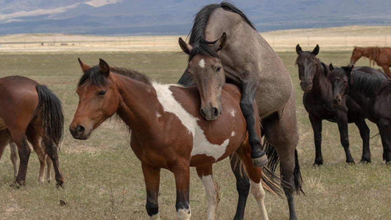 best-horse-training-schools-in-washington-state-part-3-youtube