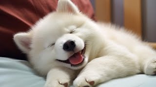 Dog Sleep Music  Dog Relaxing Healing Music - Anti Separation Anxiety Relief Music for Puppy